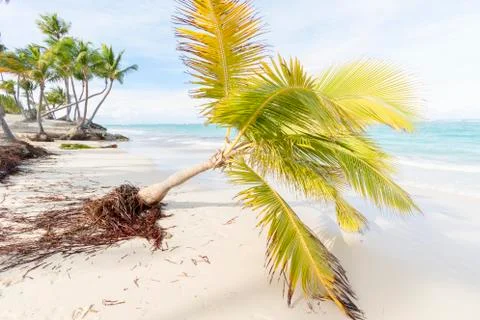 Palm trees on the beach. Stock Photos