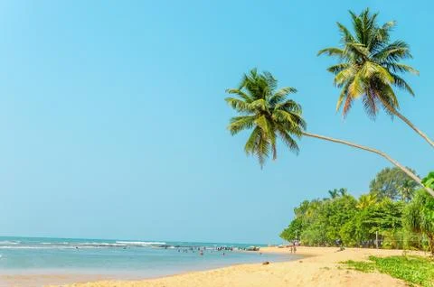 Palm trees on beach Stock Photos