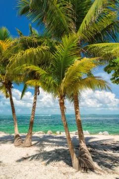 Palm trees on a beach Foto stock
