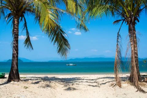 Palm trees on beach Stock Photos