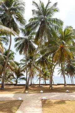 Palm trees, beach Stock Photos