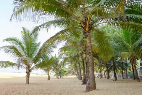 Palm trees, beach. Stock Photos