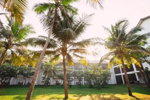 Palm trees, beach. Stock Photos