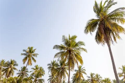 Palm trees, beach. Stock Photos