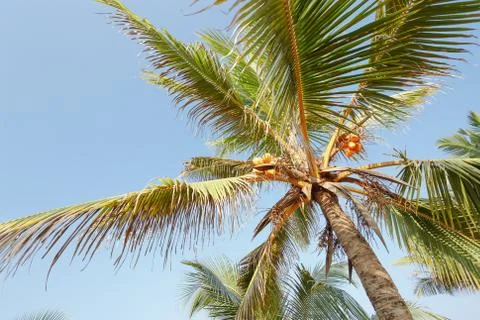 Palm trees, beach. Stock Photos
