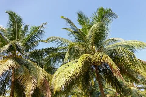 Palm trees, beach. Stock Photos