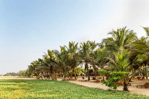 Palm trees, beach. Stock Photos