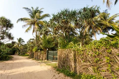 Palm trees, beach. Stock Photos