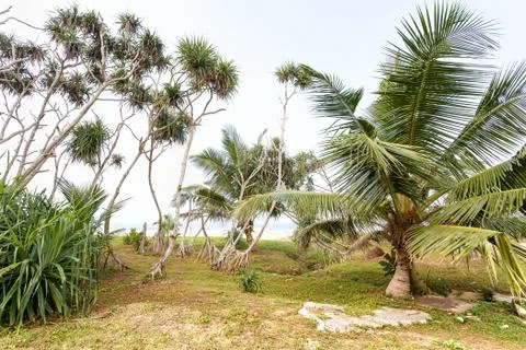 Palm trees, beach. Foto stock