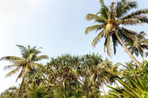 Palm trees, beach. Stock Photos