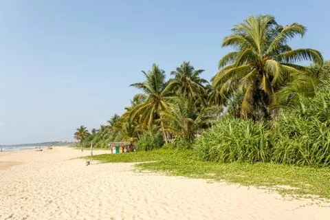 Palm trees, beach. Stock Photos