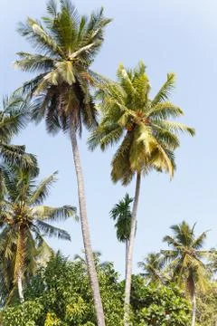 Palm trees, beach. Stock Photos
