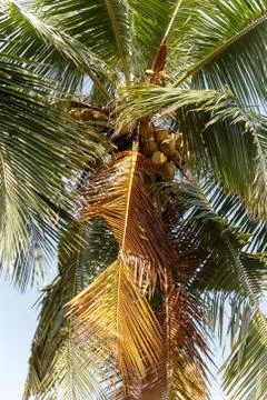 Palm trees, beach. Stock Photos