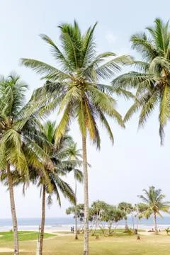 Palm trees, beach. Foto stock