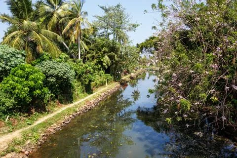 Palm trees, beach. Stock Photos