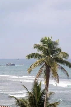 Palm trees, beach. Stock Photos