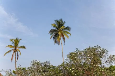 Palm trees, beach. Stock Photos
