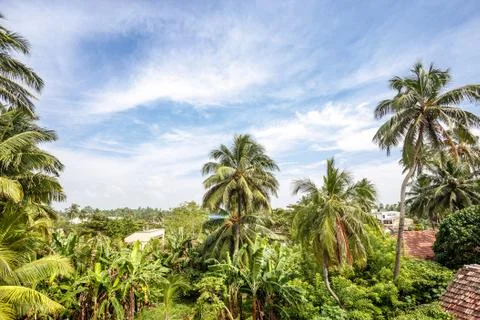 Palm trees, beach. Stock Photos