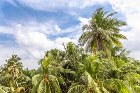 Palm trees, beach. Stock Photos