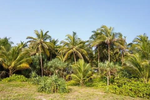 Palm trees, beach. Stock Photos