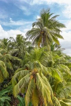 Palm trees, beach. Stock Photos