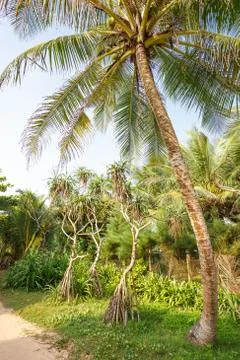 Palm trees, beach. Stock Photos