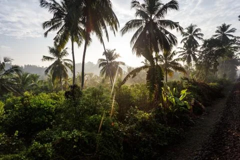 Palm trees, beach. Stock Photos