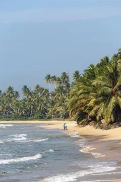 Palm trees, beach. Stock Photos