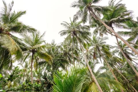 Palm trees, beach. Stock Photos