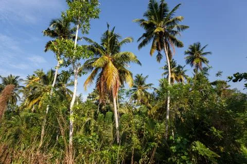 Palm trees, beach. Stock Photos