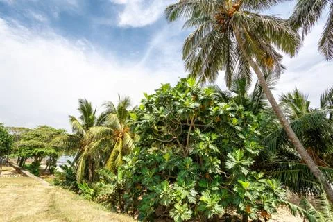 Palm trees, beach. Stock Photos