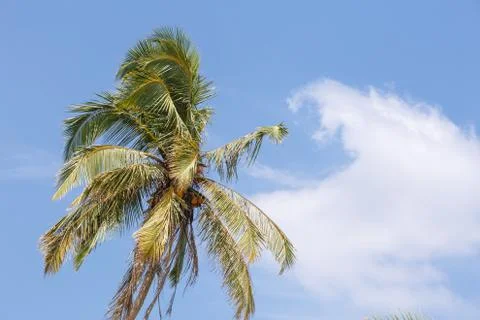 Palm trees, beach. Stock Photos