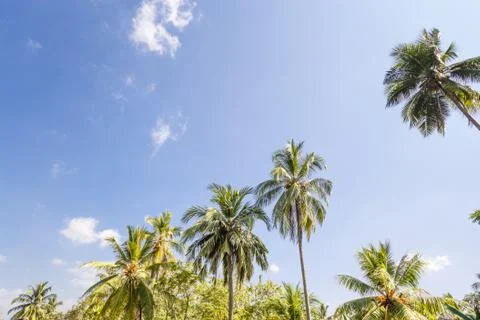 Palm trees, beach. Stock Photos