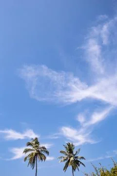 Palm trees, beach. Stock Photos