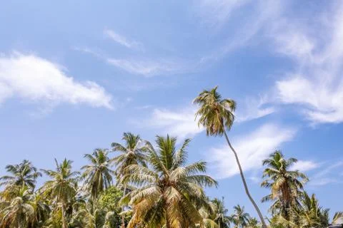 Palm trees, beach. Stock Photos