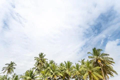 Palm trees, beach. Stock Photos