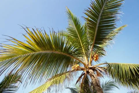 Palm trees, beach. Stock Photos