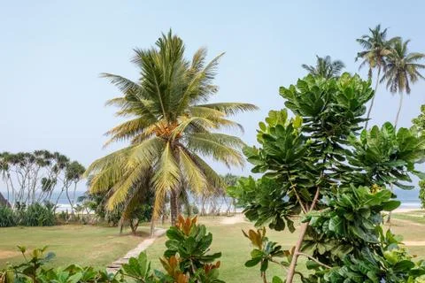 Palm trees, beach. Stock Photos