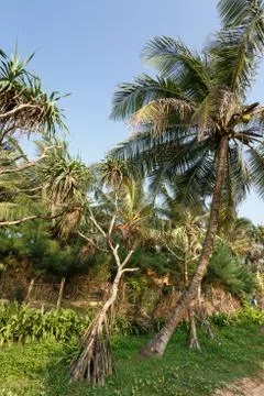 Palm trees, beach. Stock Photos