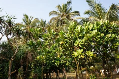 Palm trees, beach. Stock Photos