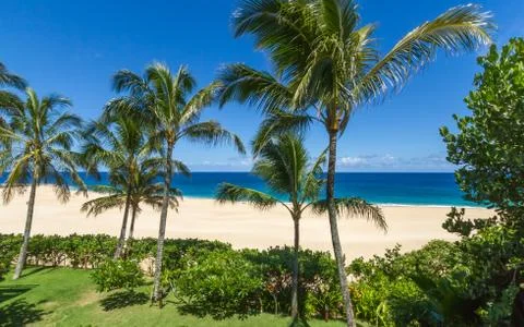 Palm Trees on the Beach Stock Photos