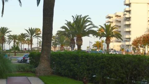 Palm trees on the beach Stock Photos