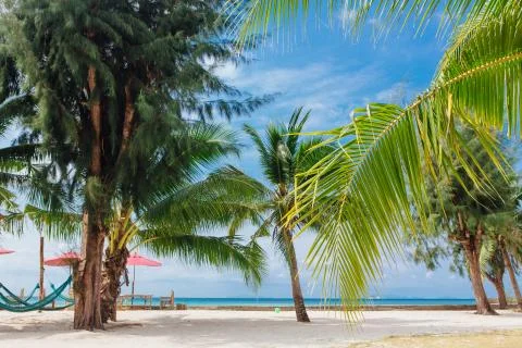 Palm trees on a beach Stock Photos