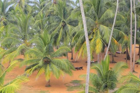 Palm trees on the beach 스톡 사진