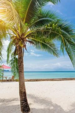 Palm trees on a beach Stock Photos