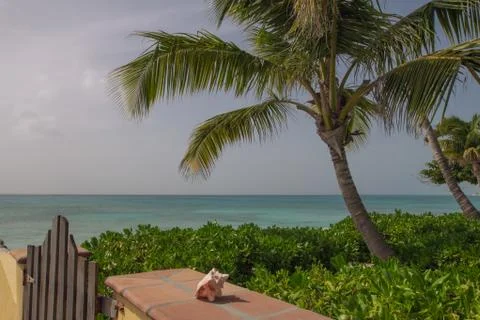 Palm trees on the beach Fotos de archivo