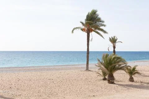 Palm trees on the beach Stock Photos