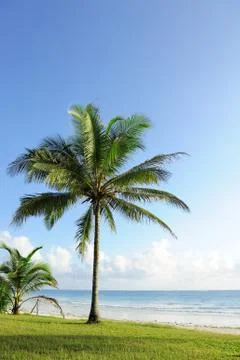 Palm trees at the beach Foto stock
