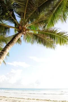 Palm trees at the beach Foto stock