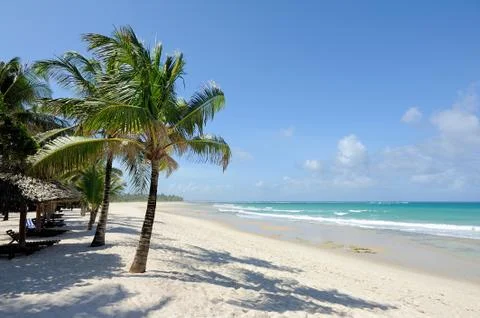 Palm trees at the beach Foto stock